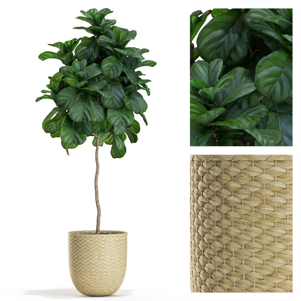 Plants collection 448 3D Model .c4d .max .obj .3ds .fbx .stl .blend 