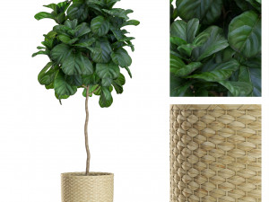 Plants collection 448 Model 3D