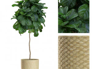 पौधों का संग्रह 448 3D मॉडल