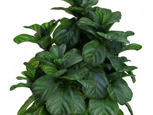 Plants collection 448 3D Model
