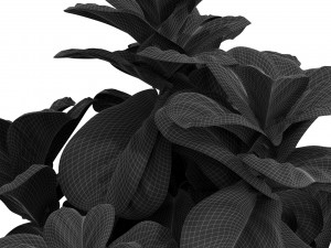 Plants collection 448 3Dモデル