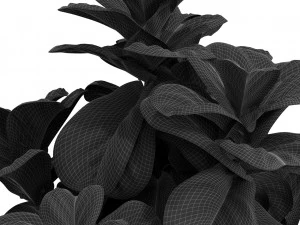 Plants collection 448 3D Model