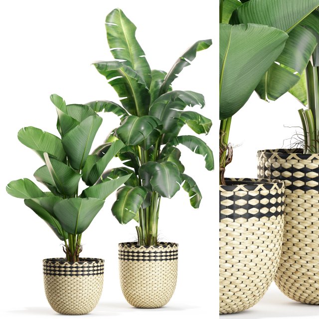 Plants collection 449 Modelo 3D .c4d .max .obj .3ds .fbx .stl .blend 