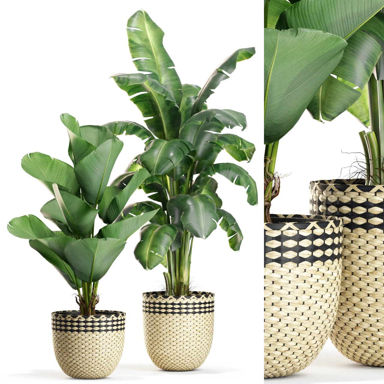 Plants collection 449 3D Model .c4d .max .obj .3ds .fbx .stl .blend 