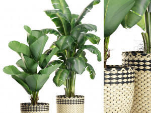 Plants collection 449 3Dモデル