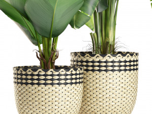 Plants collection 449 Modelo 3D