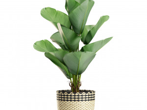 Plants collection 449 Modelo 3D