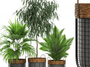 Collezione piante 450 Modello 3D