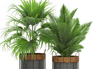 Plants collection 450 3D Model
