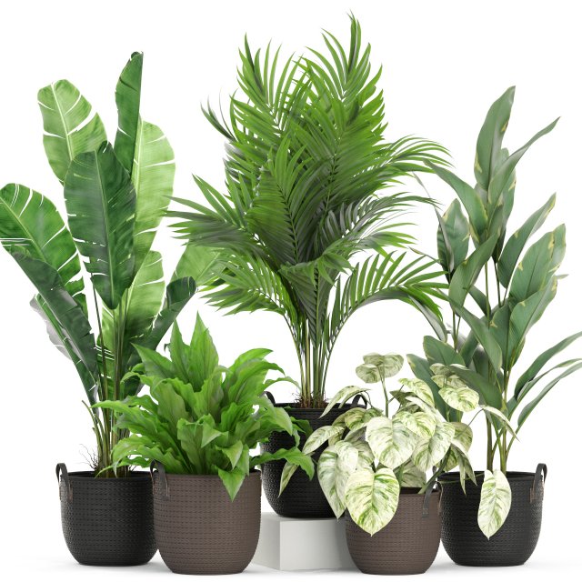 Plants collection 451 3D Модель .c4d .max .obj .3ds .fbx .stl .blend 