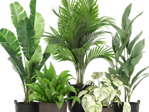 Plants collection 451 3D Model