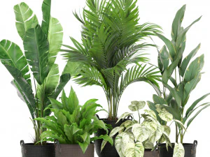 Коллекция растений 451 3D Модель