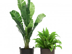 Plants collection 451 3D Модель