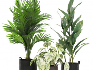 Plants collection 451 3D Модель