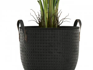 Plants collection 451 3D Model