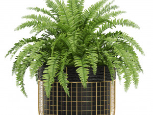 Plants collection 452 3D 模型