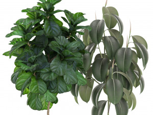 Plants collection 452 3D 模型