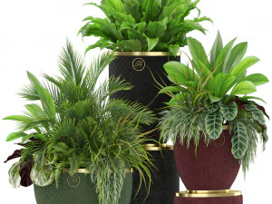 Collezione piante 454 Modello 3D