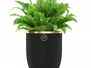 Plants collection 454 3D 模型