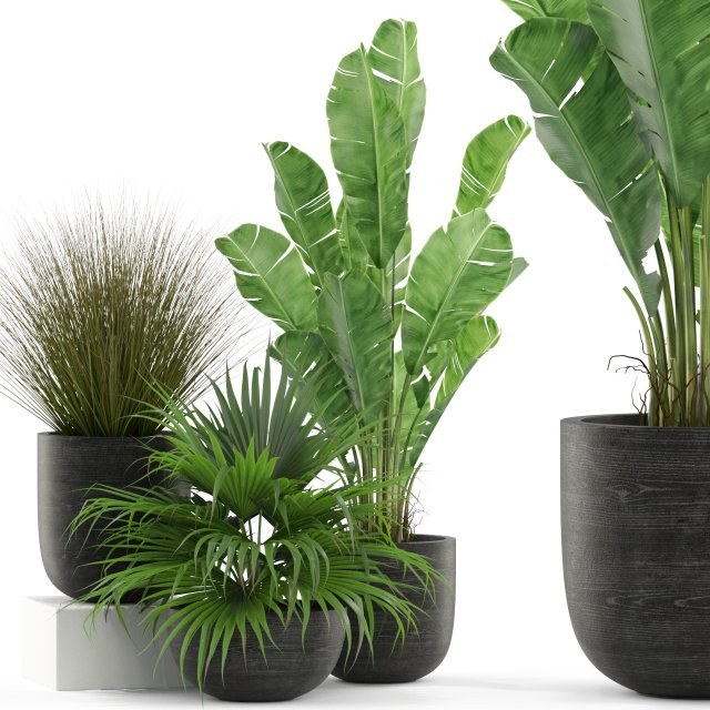 Plants collection 455 Modelo 3D .c4d .max .obj .3ds .fbx .stl .blend 