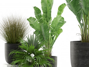 Plants collection 455 3D-Modell
