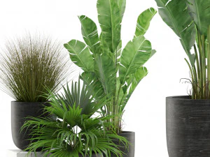 Коллекция растений 455 3D Модель