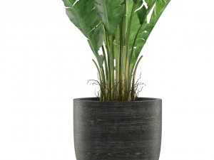 Plants collection 455 3D Model