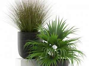 Plants collection 455 3D Model