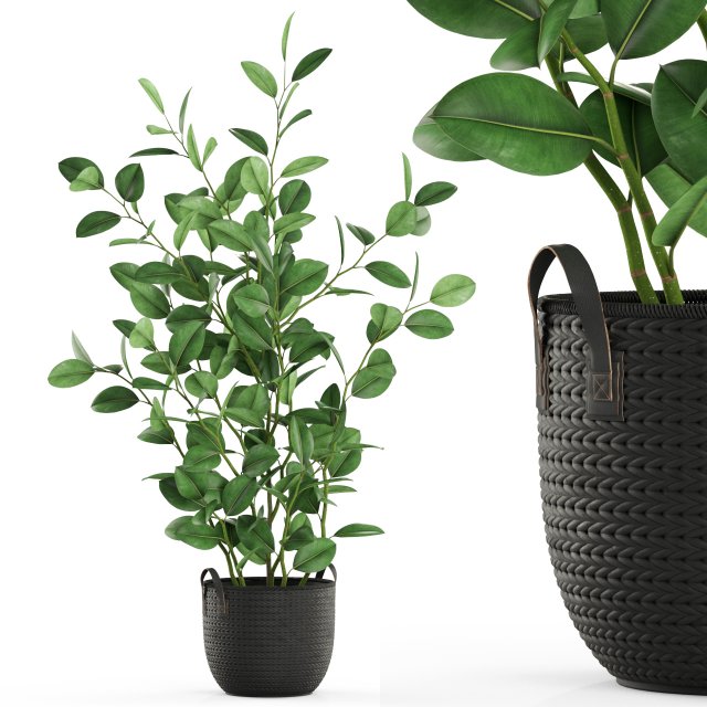 Plants collection 456 Model 3D .c4d .max .obj .3ds .fbx .stl .blend 