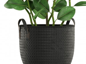 Plants collection 456 Model 3D