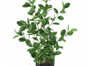 Plants collection 456 Model 3D