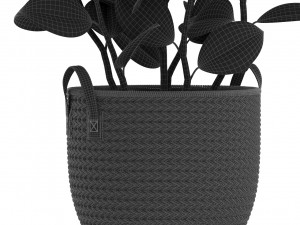 Plants collection 456 Model 3D
