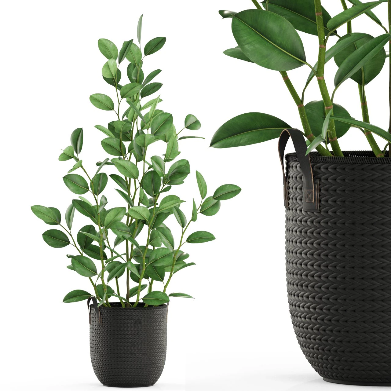 Plants collection 457 3D Model .c4d .max .obj .3ds .fbx .stl .blend 