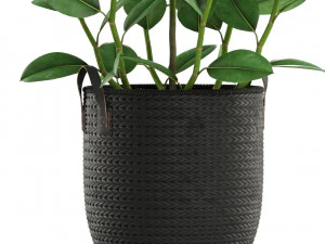 Plants collection 457 3D Model