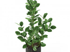 Plants collection 457 3D Model