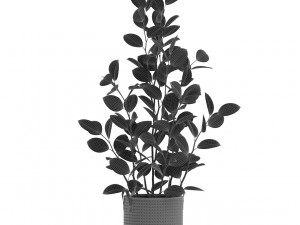 Plants collection 457 3D Modell