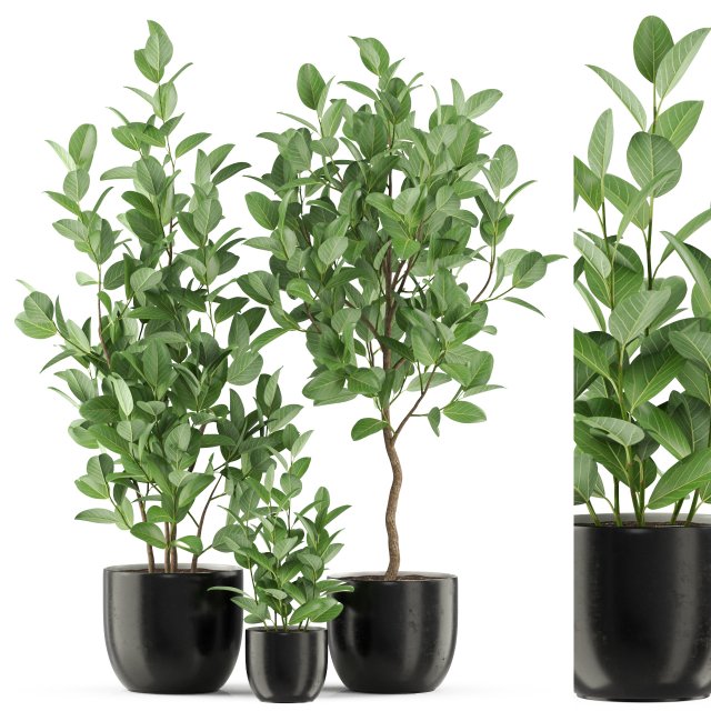 Plants collection 458 3D Модель .c4d .max .obj .3ds .fbx .stl .blend 