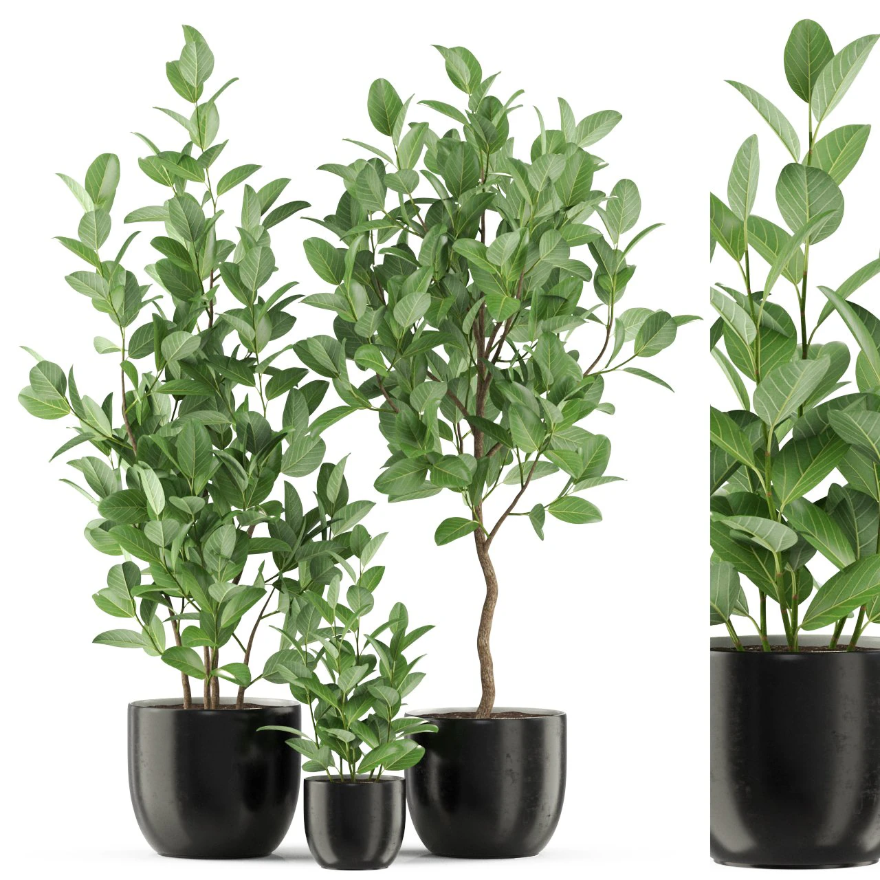 Plants collection 458 3D Model .c4d .max .obj .3ds .fbx .stl .blend 