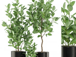 Colecci&oacute;n de plantas 458 Modelo 3D