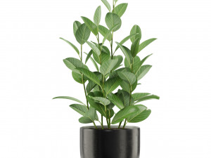 Plants collection 458 3D Модель