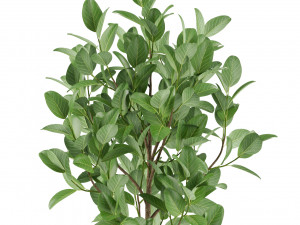 Plants collection 458 3D Модель