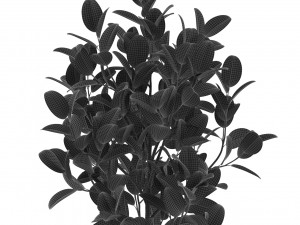 Plants collection 458 3D Модель