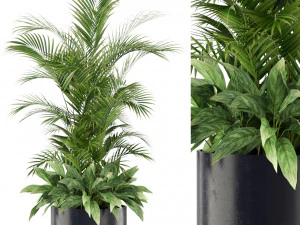 Plants collection 459 3D Model