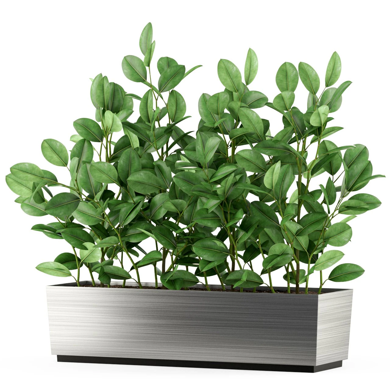 Plants collection 461 3D Model .c4d .max .obj .3ds .fbx .stl .blend 