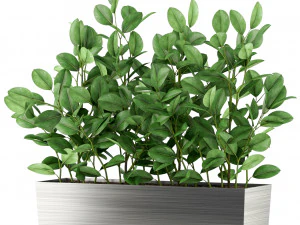 Colecci&oacute;n de plantas 461 Modelo 3D