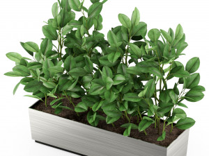 Plants collection 461 Modèle 3D