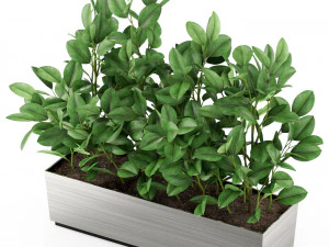 Plants collection 461 3D Model