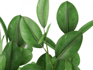Plants collection 461 3D Model