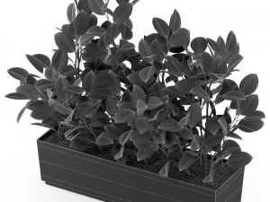 Plants collection 461 3D Model