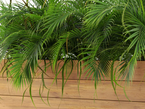 Plants collection 462 3D 模型